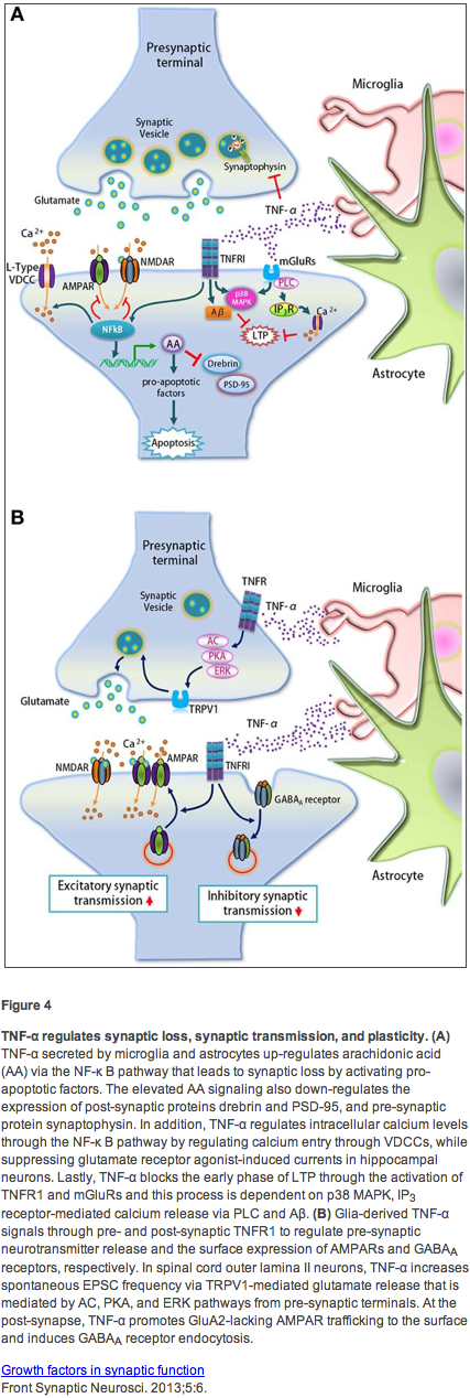 Fig4.Poon.FrontSynNeuro